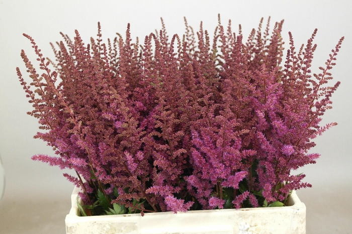 <h4>Astilbe Maggie Daley</h4>