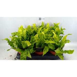 Asplenium nidus 'Crispy Wave'