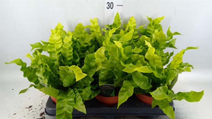 <h4>Asplenium nidus 'Crispy Wave'</h4>
