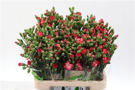 <h4>Di Solomio Fen X20</h4>