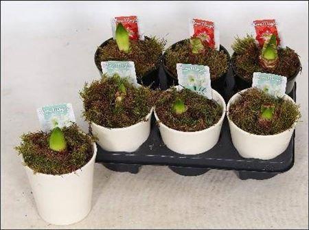 <h4>** Hippe Ceramic * Autum Promo *</h4>