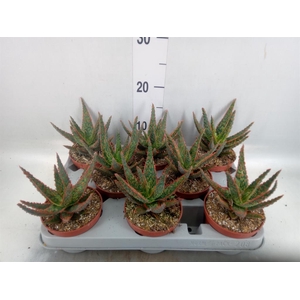 Aloe   ...