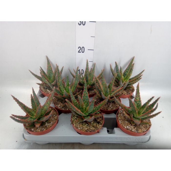 <h4>Aloe   ...</h4>