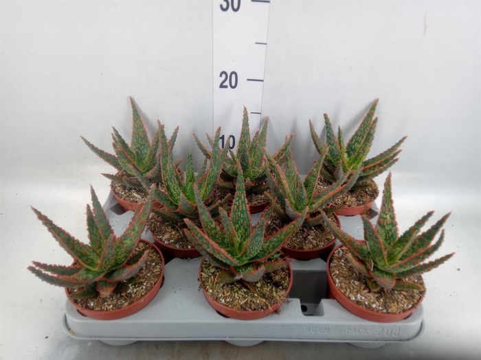 <h4>Aloe   ...</h4>