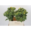Helianthus Orange Fire