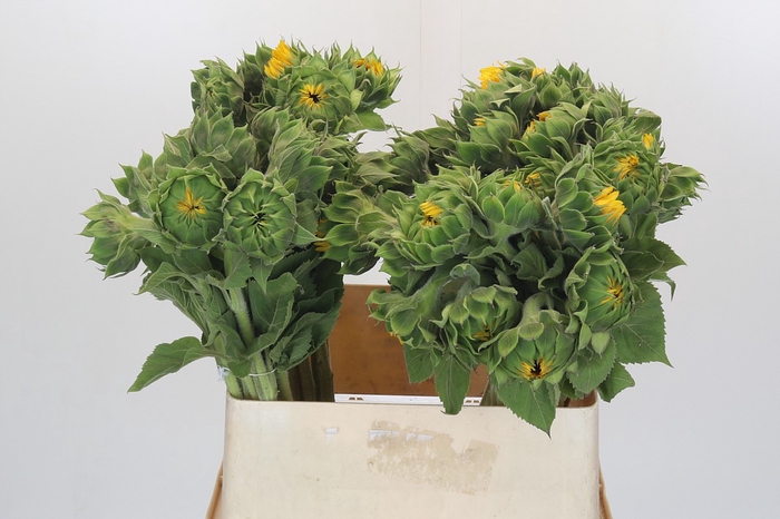 <h4>Helianthus Orange Fire</h4>