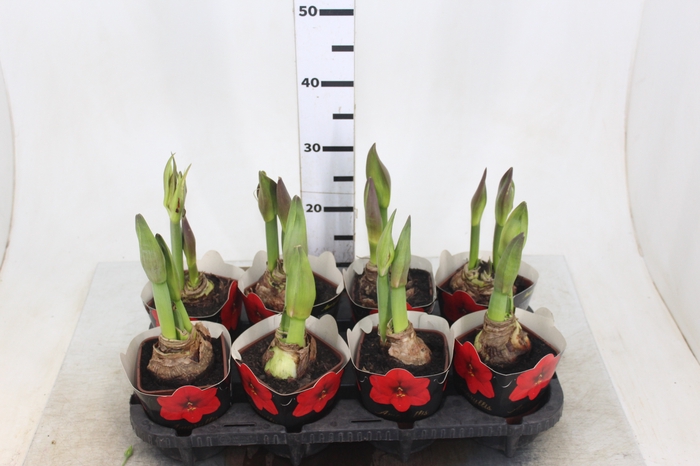 AMARYLLIS P14 VERMELHO MIN 2 HT