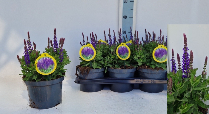 <h4>SALVIA NE SE DP BLUE</h4>
