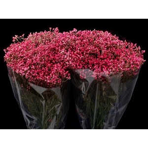 Limonium Light Red