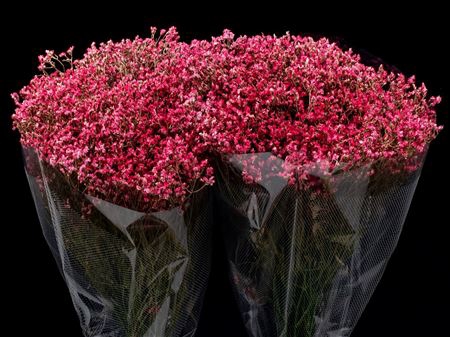 <h4>Limonium Light Red</h4>