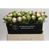 Paeonia Colonel Owen Cousins