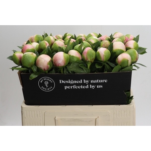 Paeonia Colonel Owen Cousins