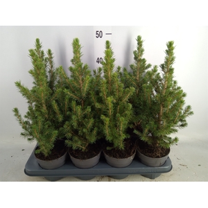 Picea glauca 'Conica'