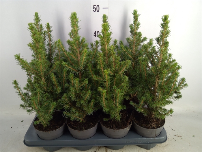 <h4>Picea glauca 'Conica'</h4>