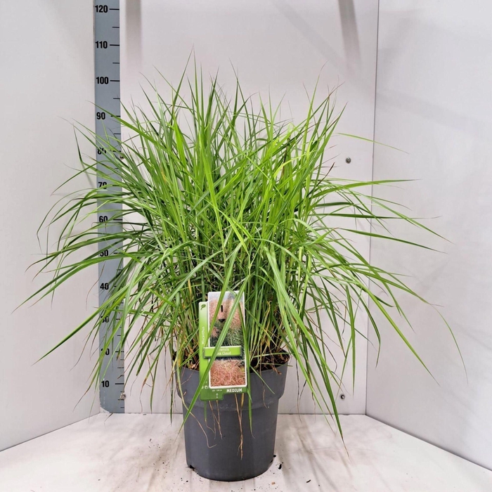 <h4>Miscanthus sinensis</h4>