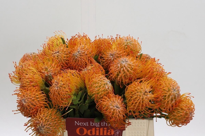 <h4>LEUCO AYOBA SUN</h4>