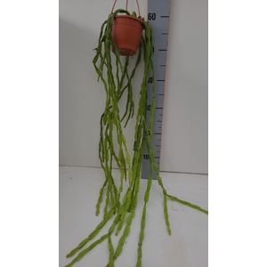 Rhipsalis Paradoxa minor