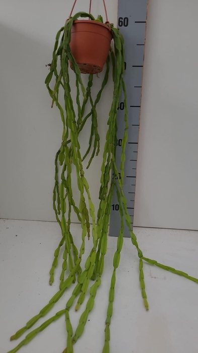 <h4>Rhipsalis Paradoxa minor</h4>