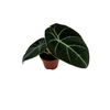 Alocasia Black Velvet