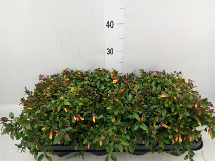 <h4>Justicia   ...</h4>