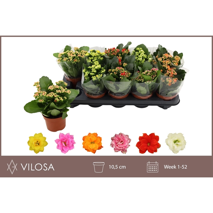 <h4>KAL GE GEM 6 KL</h4>