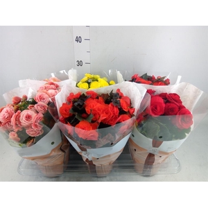Begonia elat. DU   ...mix