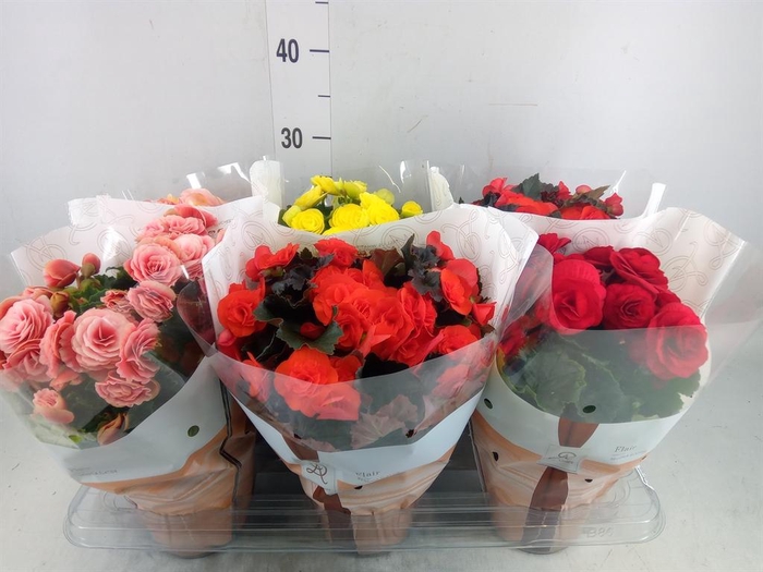 <h4>Begonia elat. DU ...mix</h4>