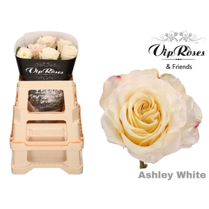 R GR ASHLEY WHITE