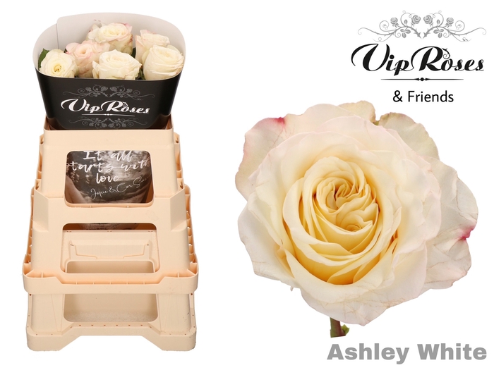 R GR ASHLEY WHITE
