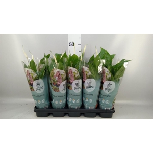 Spathiphyllum  'Torelli'