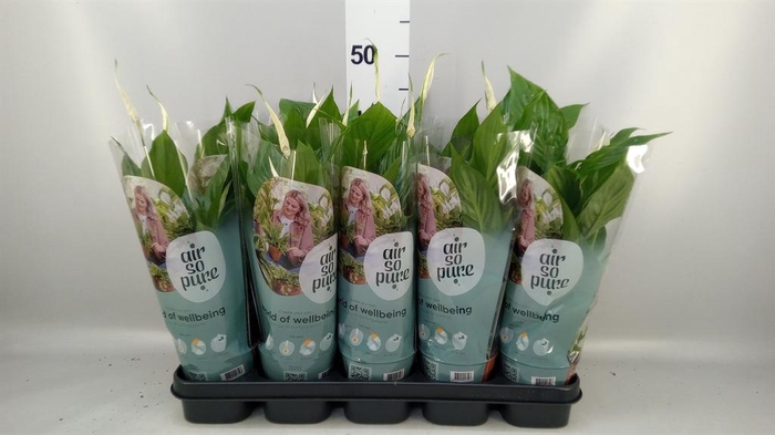 <h4>Spathiphyllum  'Torelli'</h4>