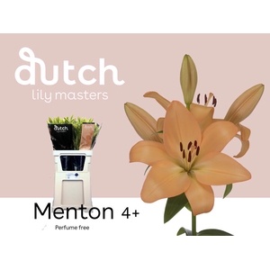 Li La Menton 4+ Lily Master