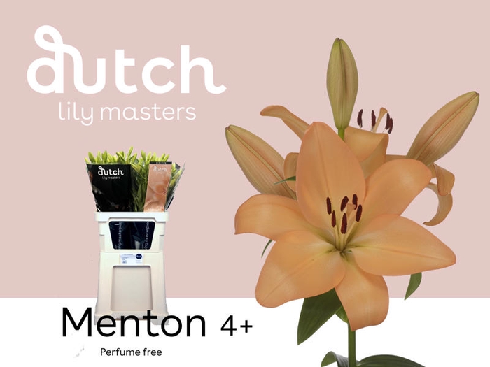 <h4>Li La Menton 4+ Lily Master</h4>
