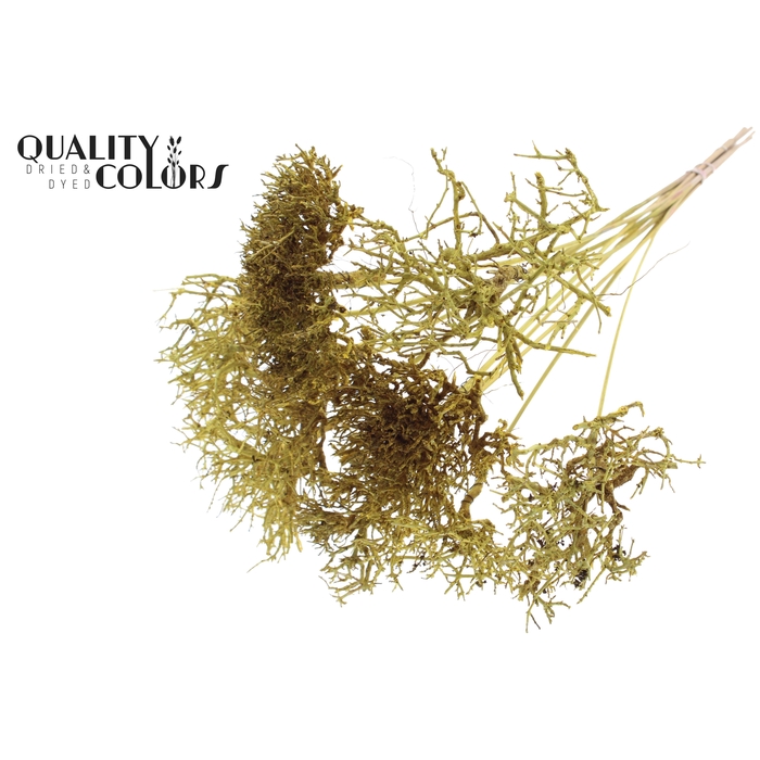 <h4>Dry Tree on stem Yellow</h4>
