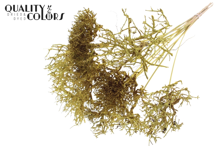 Dry Tree on stem Yellow