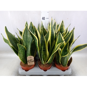 Sansevieria trifa. 'Futura Superba'