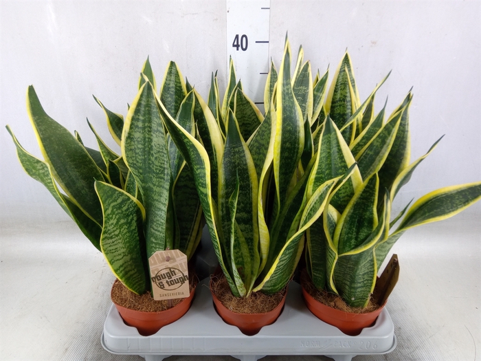 <h4>Sansevieria trifa. 'Futura Superba'</h4>