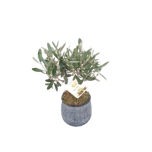 Arr.   Tuinplanten L%