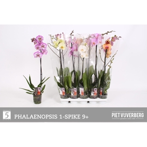 PHAL GEM 5 KL