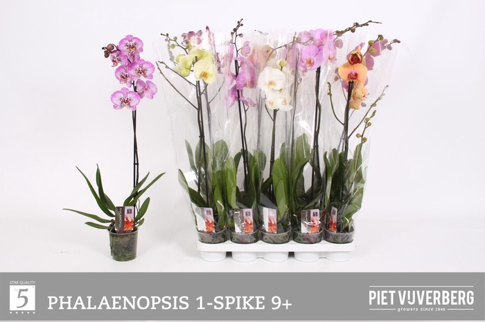 <h4>PHAL GEM 5 KL</h4>