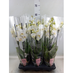 Phalaenopsis  'Ant Inverness'