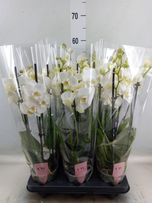 <h4>Phalaenopsis  'Ant Inverness'</h4>