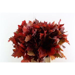 QUERC RUBRA ROOD NATUUR