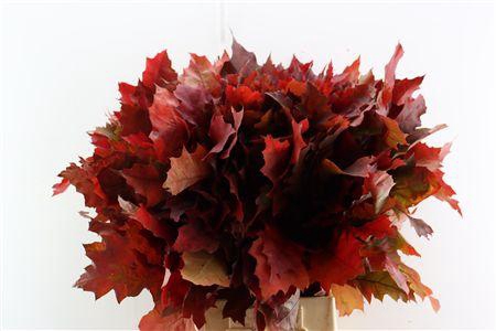 <h4>QUERC RUBRA ROOD NATUUR</h4>