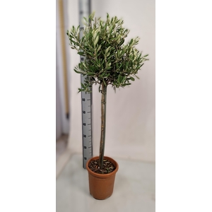 OLEA EUROPAEA