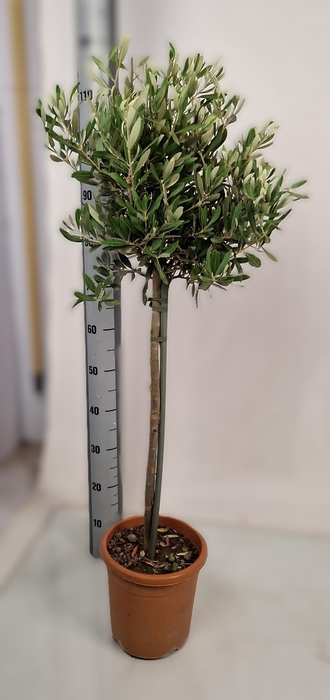 <h4>OLEA EUROPAEA</h4>
