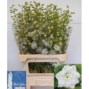 DELPH DU DELP DIAMAN