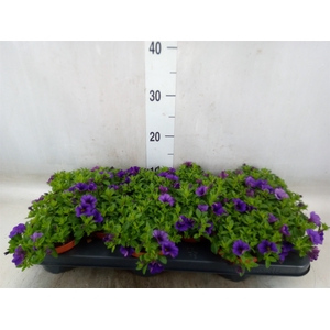 Calibrachoa  'Minifam Dk Blue'