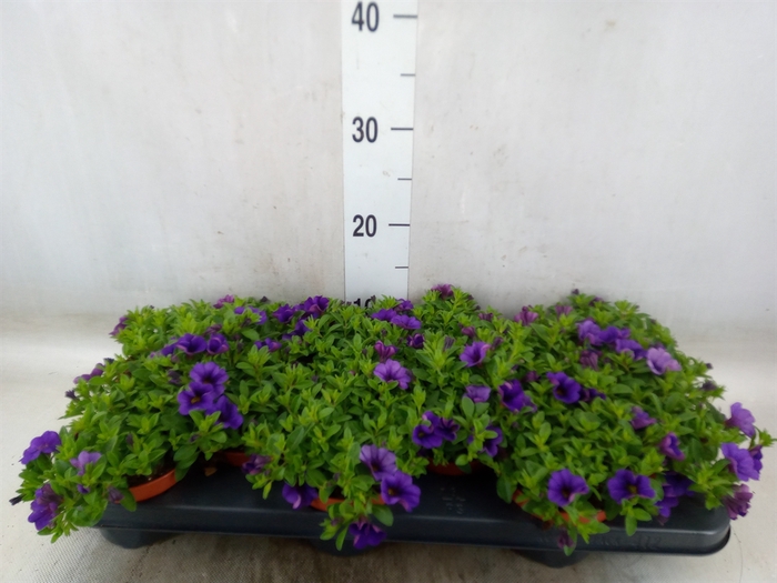 <h4>Calibrachoa  'Minifam Dk Blue'</h4>