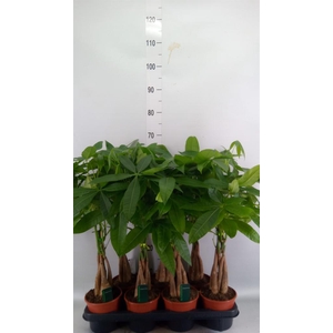 Pachira aquatica